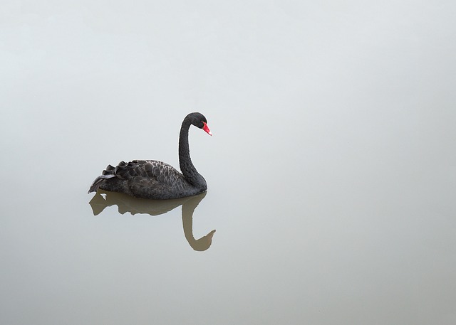 black-swan-2103586_640.jpg
